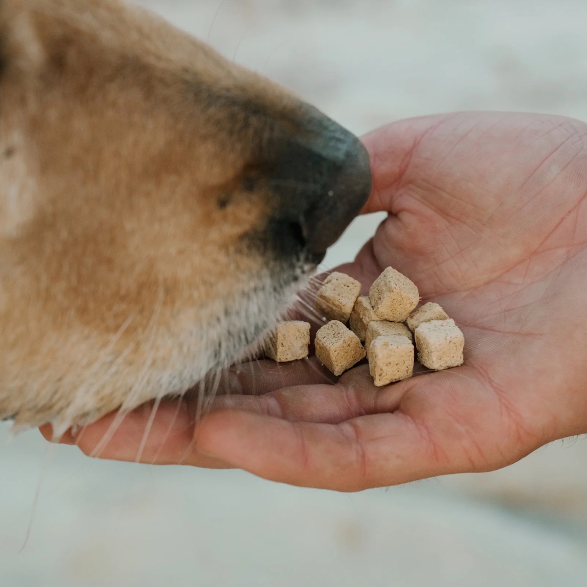 Outback Bones Kangaroo Recipe with Green Lipped Mussel freeze-dried dog treat and food topper made with kangaroo, salmon and functional ingredients