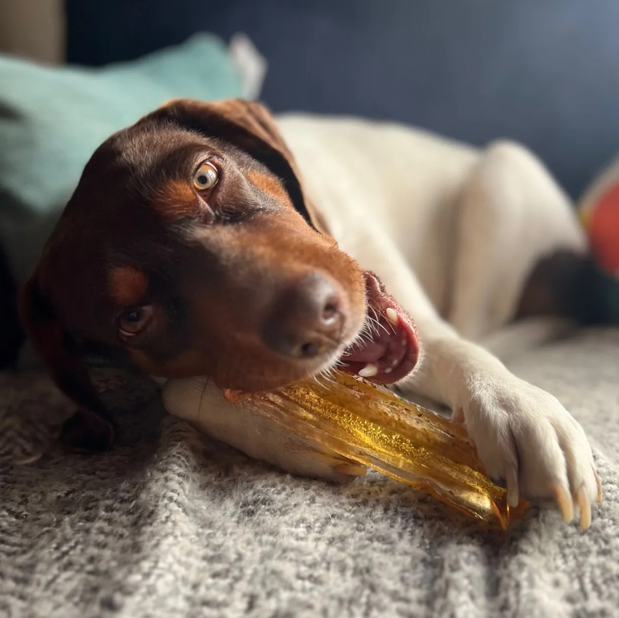 Wag and Bright Mighty Marrows Pork Parsley Jumbo pork collagen dental chew for large dogs